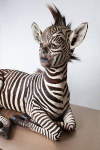 Kate Cark “She Gets What She Wants” zebra